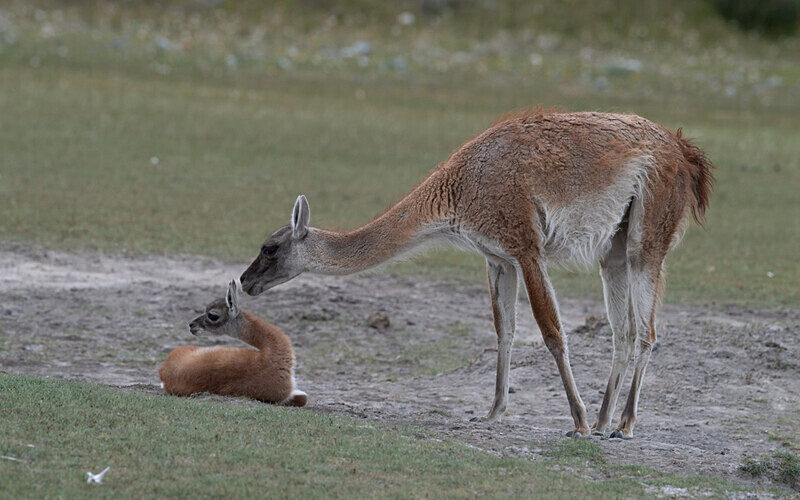 Young Guanaco - Patagonie Chilienne: Magellan Channel and Torres del Paine N.P.