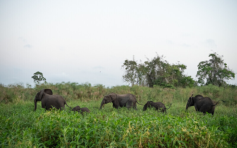  - Loango national park (Gabon 2024)