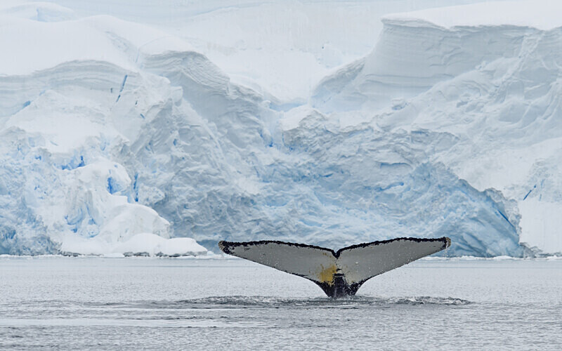 Humpback whale - Ushuaïa Malvinas South Georgia Antartica Peninsula
