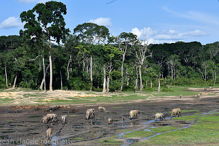  - Dzanga Sangha National Park (République Centrafricaine) 2019