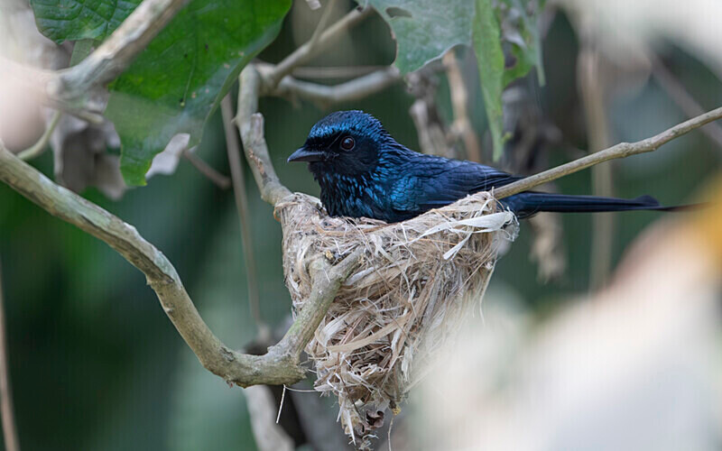 Black Drogon - Manas National Park North East India 2025