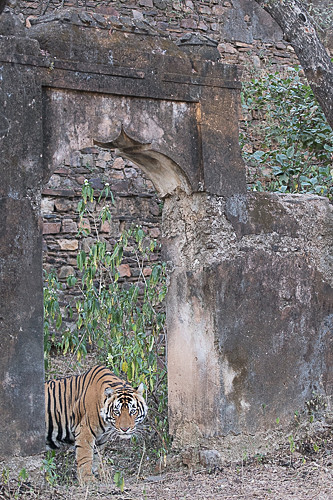  - Ranthambhore 2017