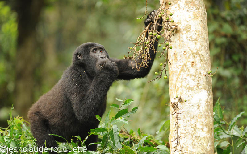 Delicious green fruits! - Bwindi impenetrable forest Uganda 2012