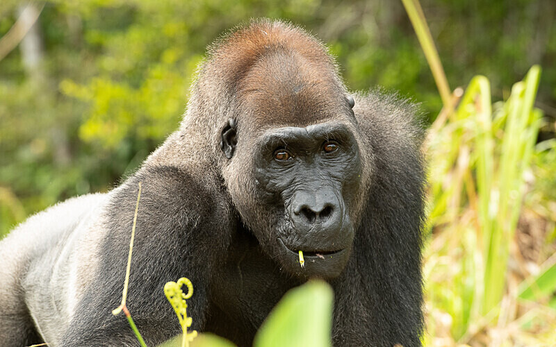 Silver back - Loango national park (Gabon 2024)