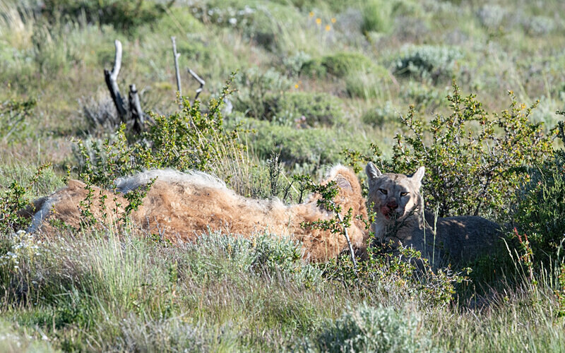 Male Puma with a kill - Patagonie Chilienne: Magellan Channel and Torres del Paine N.P.