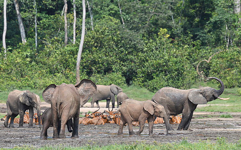  - Dzanga Sangha National Park (République Centrafricaine) 2019