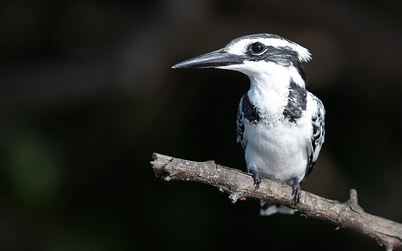 Pied kingfisher - Loango national park (Gabon 2024)