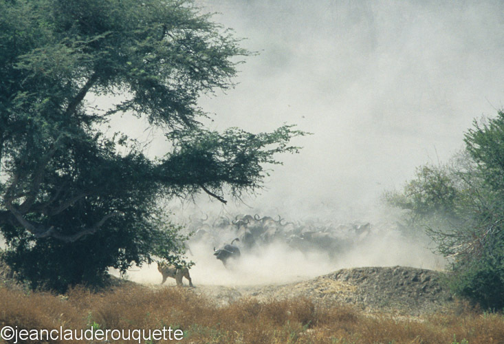 Lion and buffaloes - Ruaha N.P. Tanzania 2007