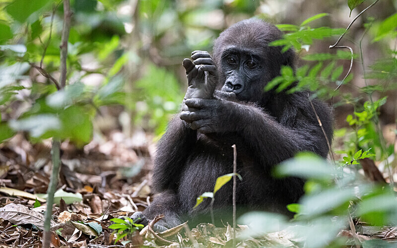 Baby gorilla three years old - Loango national park (Gabon 2024)