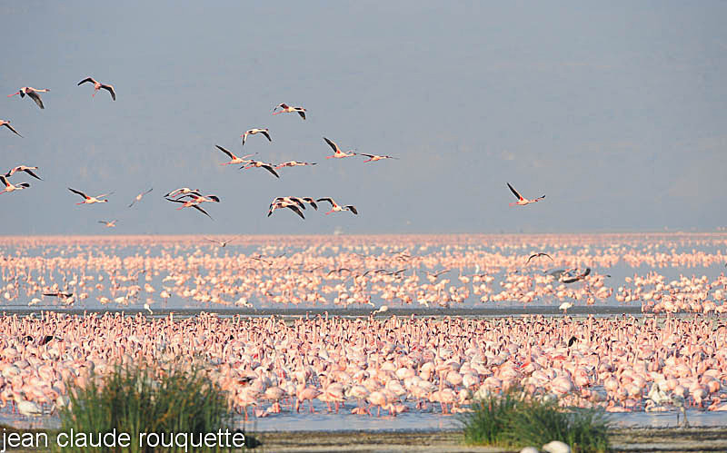 - Lake nakuru national park ( Kenya 2009)