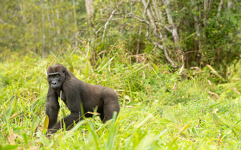  - Loango national park (Gabon 2024)