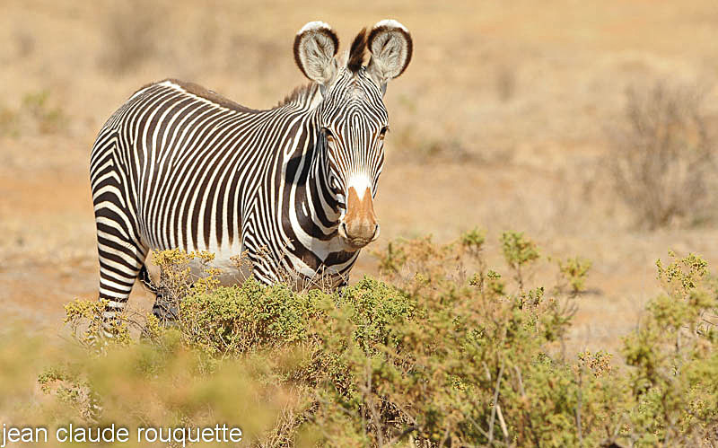 Grevy's zebra. - Samburu national park (Kenya 2009)