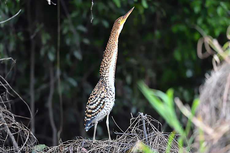 Rufescent tiger heron - Mamiraua (brésil 2018)