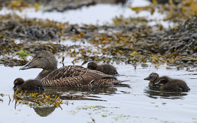 Femelle eider à duvet et ses poussins - Shetlands and Cairngorn national park (Scotland)