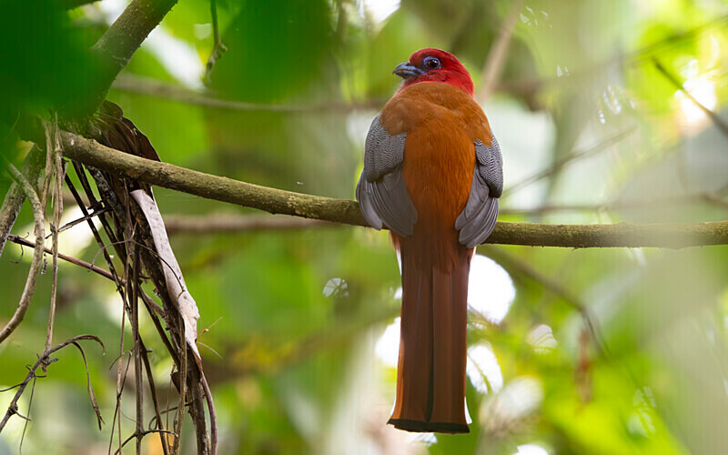 Red-faced Trogon - Manas National Park North East India 2025