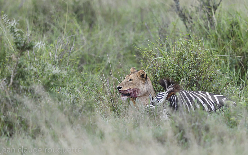 - Serengeti N.P. and N'Gorongoro Tanzania 2018
