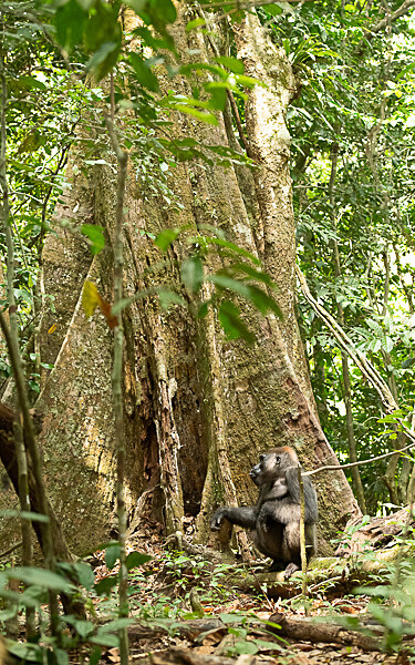 Silver back - Loango national park (Gabon 2024)