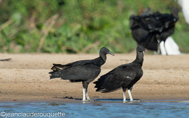 Black vultures - Pantanal Brazil 2015