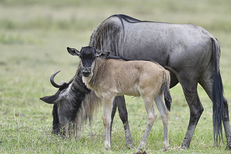 neww born wildebeest - Serengeti N.P. and N'Gorongoro Tanzania 2018