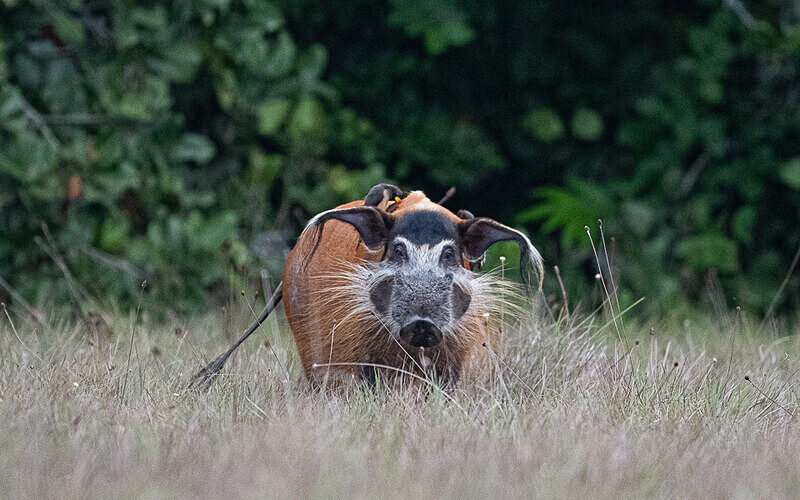 Red river hog - Loango national park (Gabon 2024)