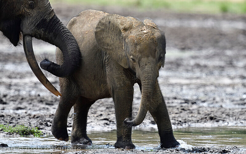  - Dzanga Sangha National Park (République Centrafricaine) 2019