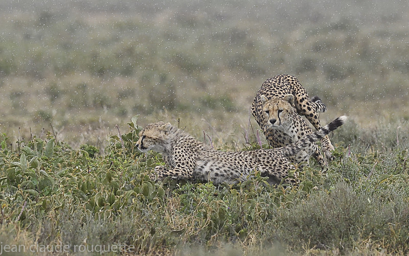 - Serengeti N.P. and N'Gorongoro Tanzania 2018