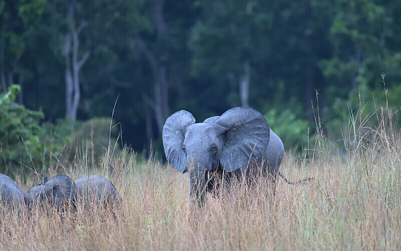  - Parc national de La Lope (Gabon 2024)