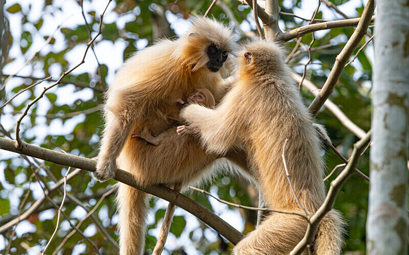 Golden Langur - Manas National Park North East India 2025