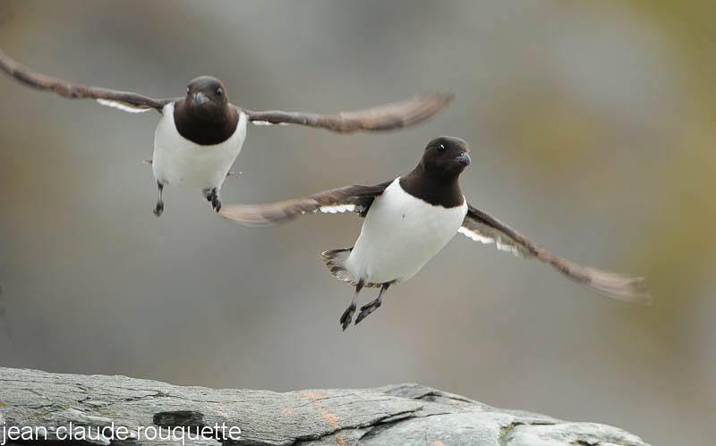 Little auk. - Svalbard et Norvège 2011