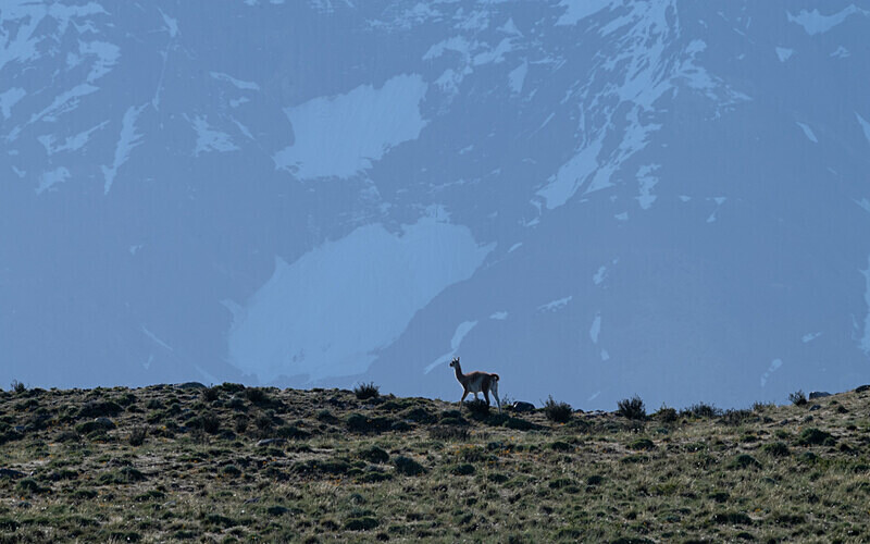 Guanaco - Patagonie Chilienne: Magellan Channel and Torres del Paine N.P.