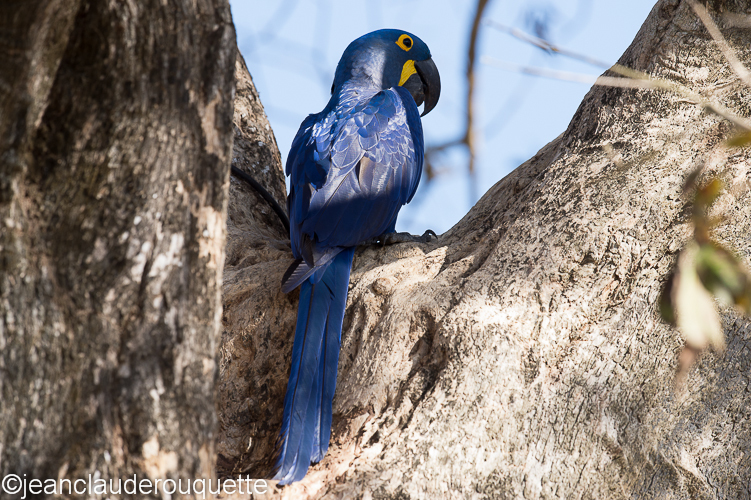 Hyacinth macaw - Pantanal Brazil 2015