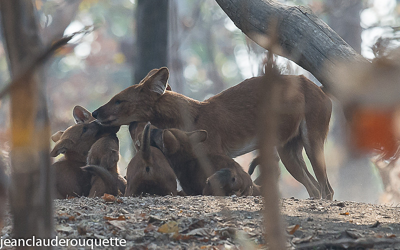 Dholes - Pench national park (India 2016)