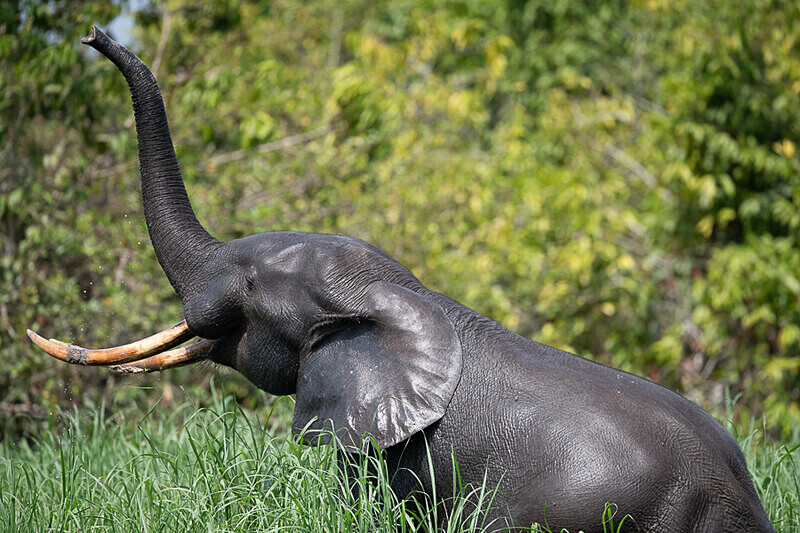  - Loango national park (Gabon 2024)