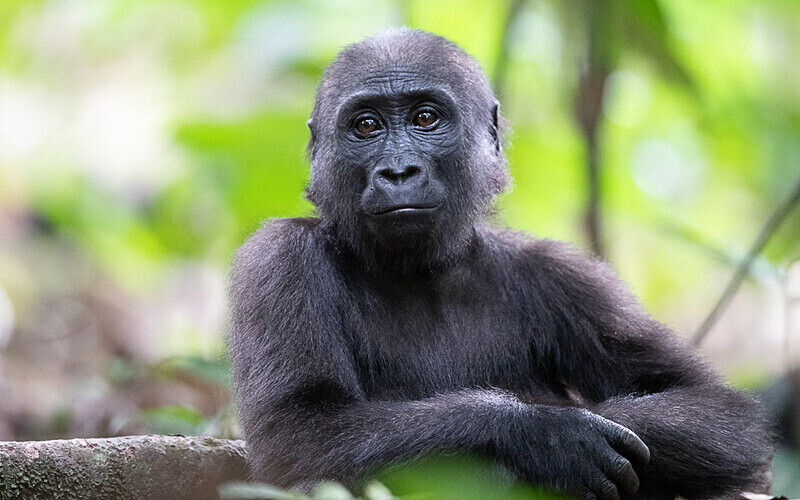 Baby gorilla three years old - Loango national park (Gabon 2024)