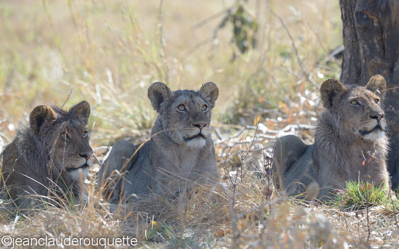 Three lions in a shadow of a tree - Kafue N.P. (Zambia2014)