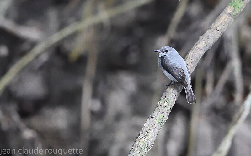 Cassin'sflycatcher - Odzala National Park (République du Congo (2019)