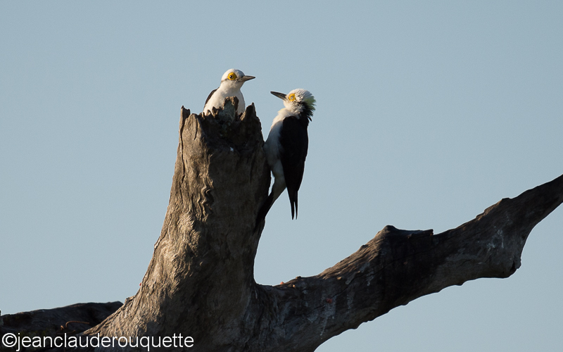 White woodpecker - Pantanal Brazil 2015