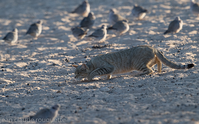  - Kgalagadi transfrontier park (2017)