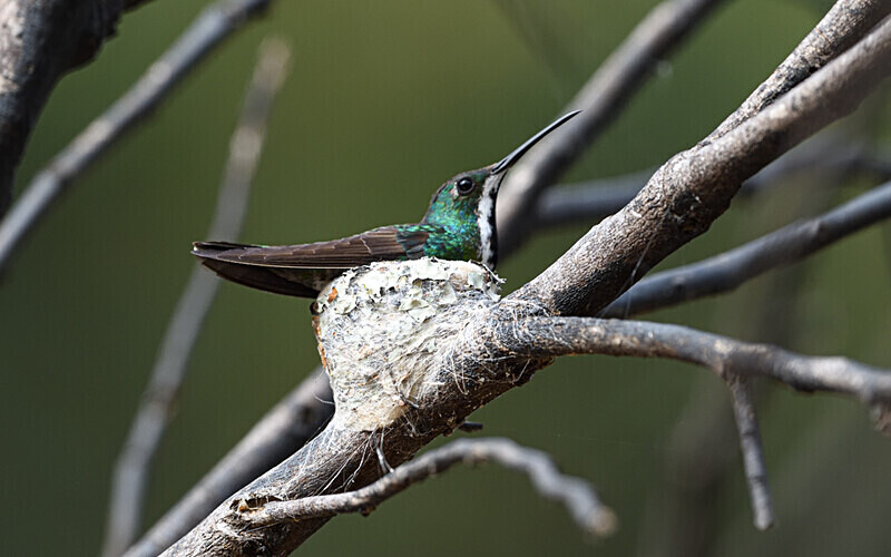 Black-Throated Mango - Pacaya Samiria Pérou 2022