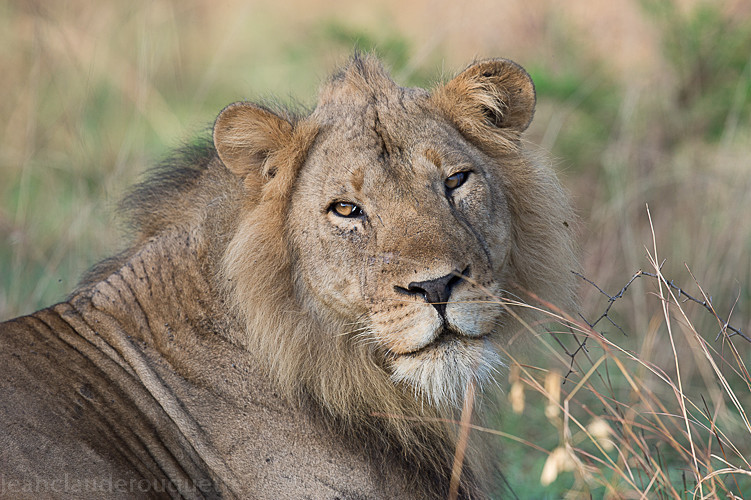 Queen and male lion - Uganda 2016