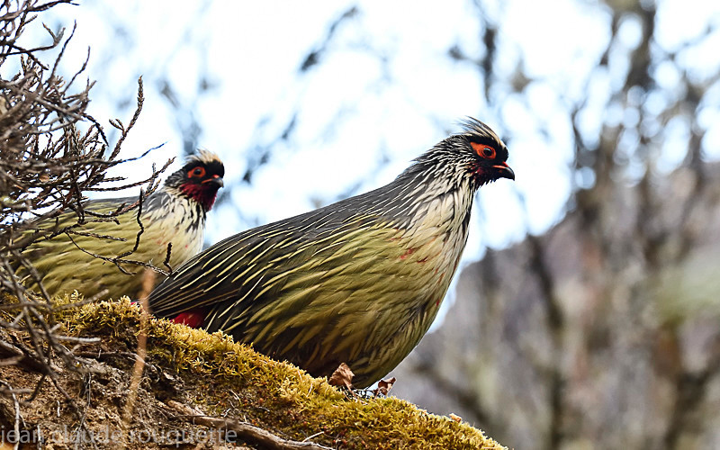 Blood Pheasant - Kanchenjunga trek (2018)