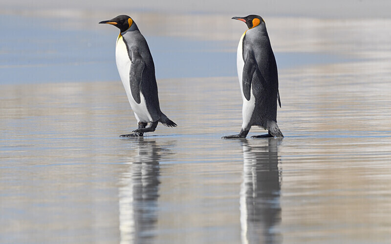 King Penguins - Ushuaïa Malvinas South Georgia Antartica Peninsula