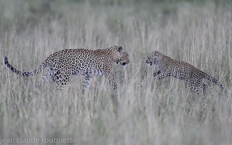  - Serengeti N.P. and N'Gorongoro Tanzania 2018
