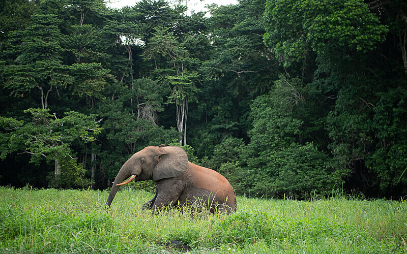  - Loango national park (Gabon 2024)