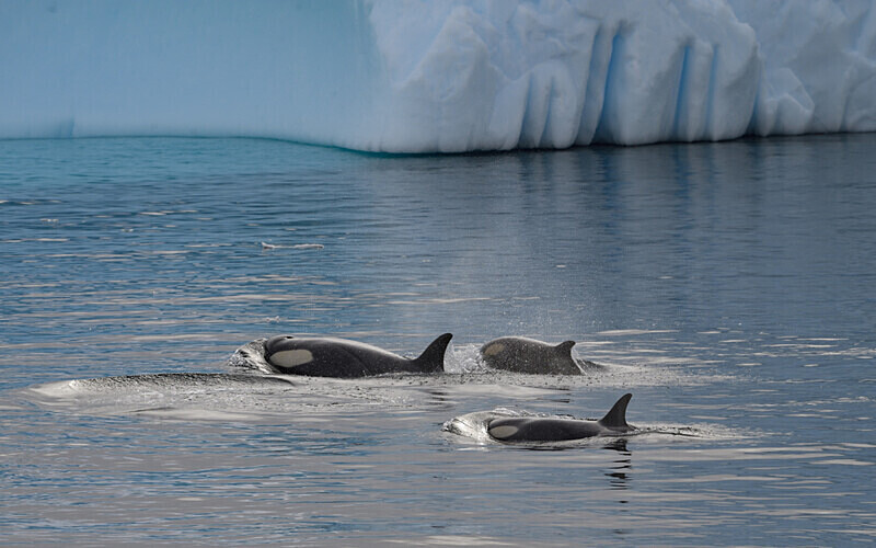 Orcas - Ushuaïa Malvinas South Georgia Antartica Peninsula