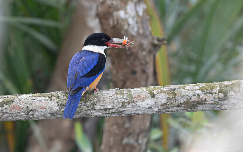 Black-capped Kingfisher - Sundarban National Park North East India February 2025