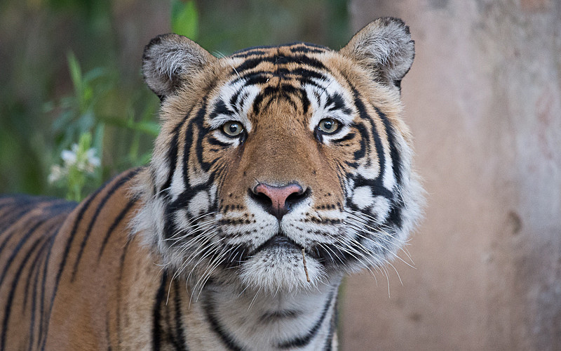  - Ranthambhore 2017