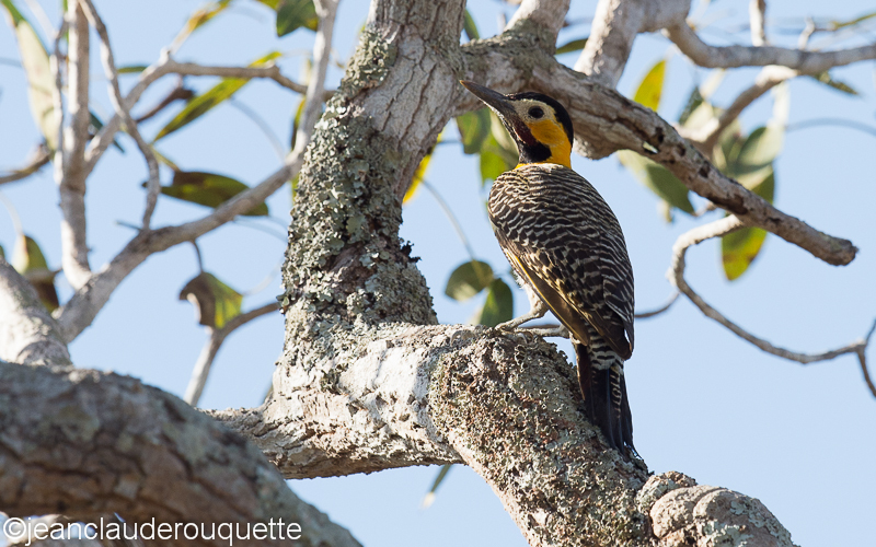 Campo flicker - Pantanal Brazil 2015