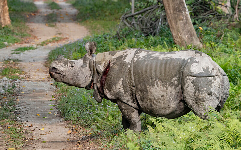 Wounded Rhino - Kaziranga National Park Noth East India 2025