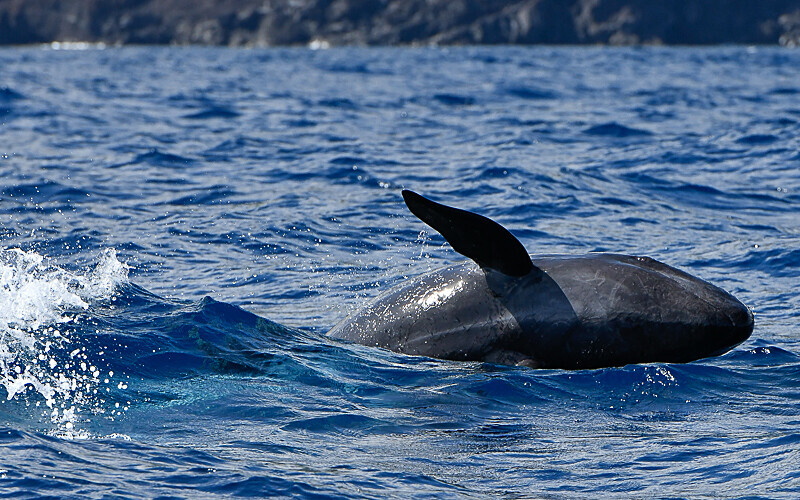False killer whale - Açores 2020